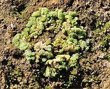 Riccia cavernosa am Rheinufer bei Bonn