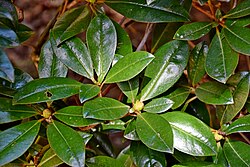 En närbild på rhododendronens blad.