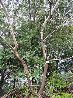 Description de l'image Rhus javanica - Miyajima Natural Botanical Garden - DSC02341.JPG.