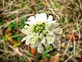 Gelbe Skabiose – männliche Phase der Blüten