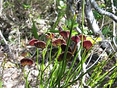 Schizaea pectinata