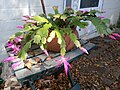 蟹爪兰 Schlumbergera truncata