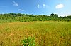 Silver Lake Bog.jpg