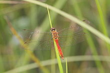 Etheostoma maculatum