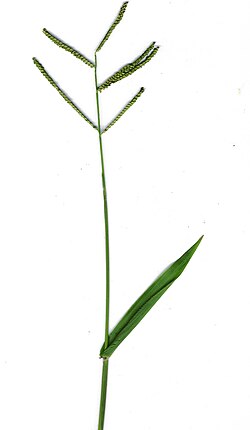 Setaria viridis