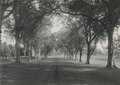 Tamarindelaan op landgoed Groeneveld, circa 1930