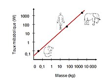 Taux métabolique en fonction de la masse de l'organisme d'après la Loi de Kleiber