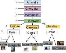 Taxonomic ranking.svg