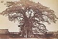 Banyan Tree in Akropong, 1870s