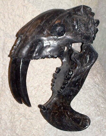 File:Thylacosmilus atrox skull.JPG