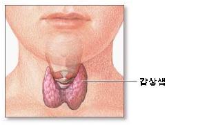English: Scheme of the thyroid gland. 한국어: 갑상선 개요도