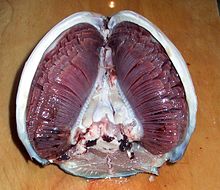 Posterior view of the gills of a tuna Tuna Gills in Situ 01.jpg