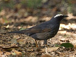 Hane fotograferet i slutningen af maj. 
 Notere de brune vingefjer og den let brunvattrae kropsside som tyder på et individ under sit første leveår.