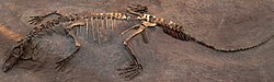 TurfanosuchusDabanensis-PaleozoologicalMuseumOfChina-May23-08.jpg