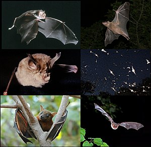 Wikipedia-Bats-001-v01.jpg