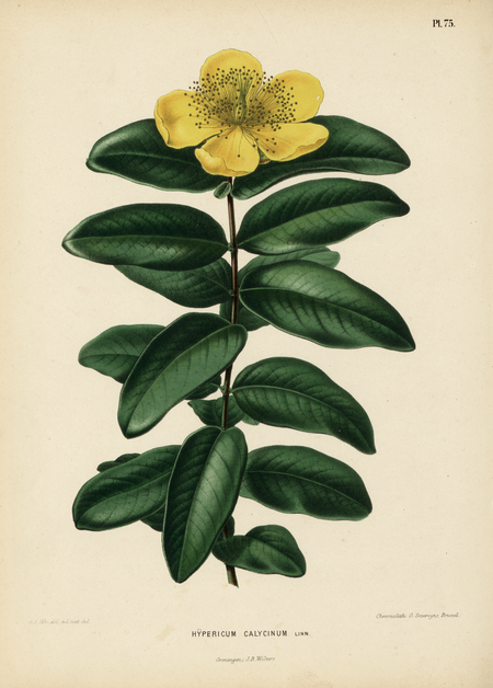 alt=Pl. 75: Hypericum calicinum Linn.