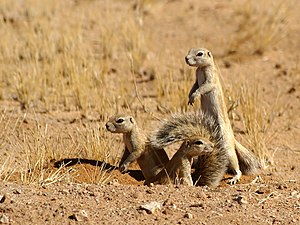 Waaierstertmeerkat of grondeekhoring.