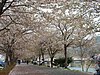 蓼川沿いの桜並木