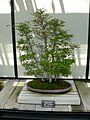 Zelkova serrata bonsai