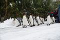 Pinguinparade