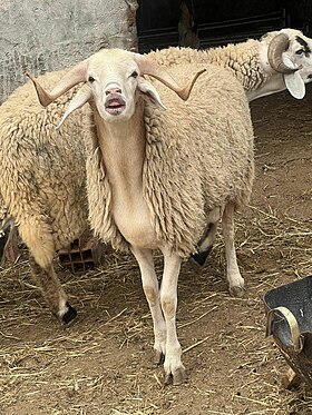 Sicilo-Sarde dans un marché aux moutons en Tunisie.