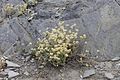 104 (Helichrysum)