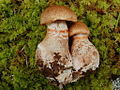 Cortinarius armillatus