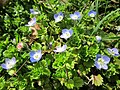 La Véronique de Perse a une fleur bleue bien distincte.