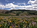 Arrowleaf Balsamroot and Lupine, Fox Creek Range, Nevada