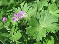 Miniatura para Geranium molle