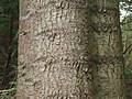 Abies grandis bark.jpg