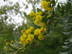 Acacia cultriformis4.jpg