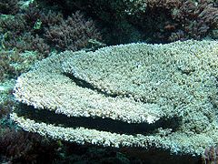 A. cytherea en islas del noroeste de Hawái