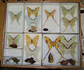 Actias variation