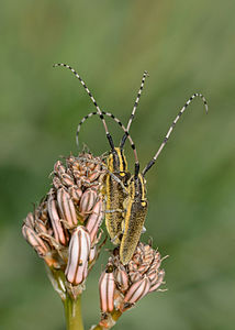 Agapanthia pustulifera къамыжакъла, Нахаль-Снир заповедник (Израиль)