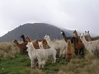 Elevage de Lamas, la Montagne Bleue dans LAMA