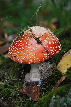 Amanita muscaria