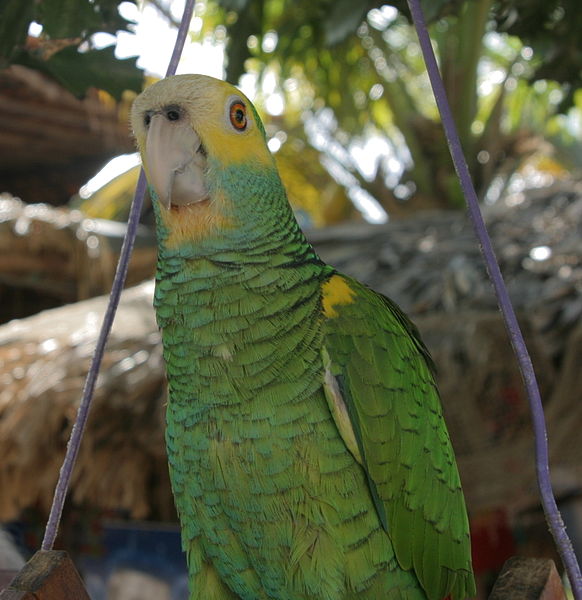 582px-Amazona_barbadensis_-pet-upper_body-4-3c.jpg