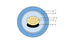 Amphibian egg:
Jelly capsule
Vitelline membrane
Perivitelline fluid
Yolk plug
Embryo Amphibian Egg Diagram.svg