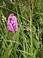 Anacamptis pyramidalis