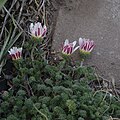 Marokko-Bertram (Anacyclus pyrethrum var. depressus) mit geschlossenen Blütenköpfen