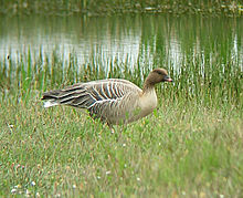 Ансер brachyrhynchus.jpg