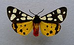 Arctia villica – Specimen