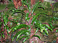 Tungutrøllakampur (Asplenium scolopendrium)