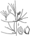 1.22 Category:Potamogeton obtusifolius Fig. 195