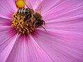 Biene auf Gartenblume -Sachsen - Germany