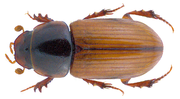 Miniatura para Aphodius ictericus