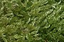 Baňatka draslavá (Brachythecium salebrosum)