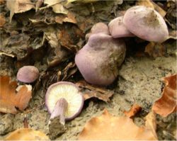 Melsvoji balteklė (Calocybe ionides)