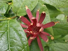 Calycanthus floridus flower.JPG